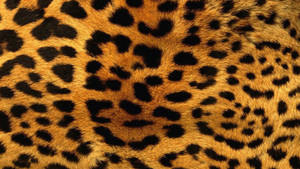 Leopard Cool Pattern Wallpaper
