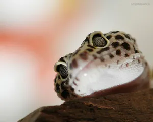 Leopard Gecko Curious Look Wallpaper