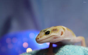 Leopard Gecko Mad Side Face Wallpaper