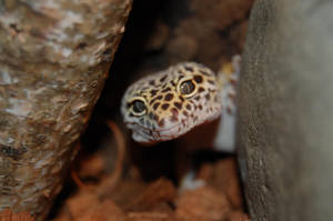 Leopard Gecko Peeks Outside Wallpaper