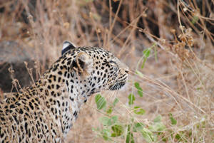Leopard In Grassland Savannah Wallpaper