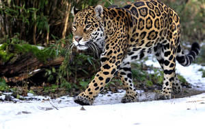 Leopard In Snow Hd Wallpaper