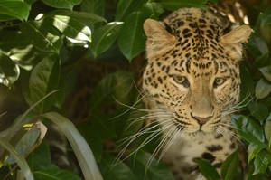 Leopard In The Jungle Wallpaper