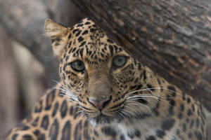 Leopard Peering Awesome Animal Wallpaper