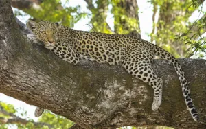 Leopard Relaxing On A Tree Branch Wallpaper