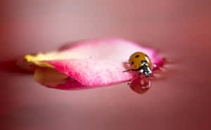 Let Ladybugs Swirl Around You Wallpaper