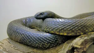 Lethal Taipan Snake Wallpaper