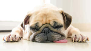 Lethargic Drooling Pug Wallpaper