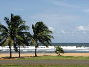 Liberia Palm Beach Wallpaper