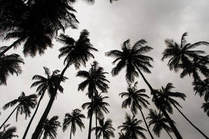 Liberia Palm Trees Wallpaper