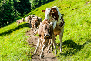 Liechtenstein Cows On A Trail Wallpaper