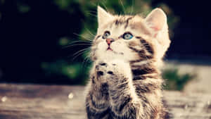 Life's Most Beautiful Creatures Wallpaper