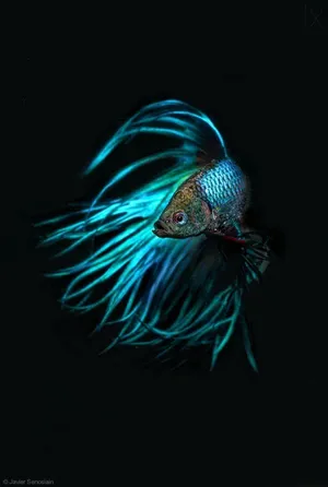 Light Blue Betta Fish Wallpaper