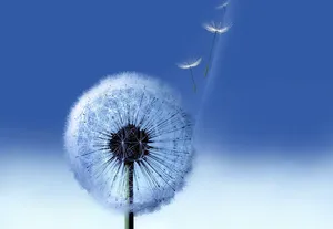 Light Blue Plain Background Flying Dandelion Wallpaper