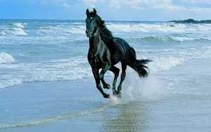 Light Blue Plain Blue Horse Beach Wallpaper