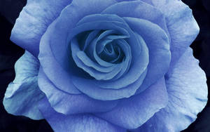 Light Blue Rose Close-up Wallpaper