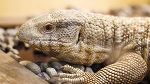 Light Brown Savannah Monitor Lizard Wallpaper