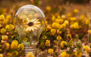 Light Bulb With Sunflowers Wallpaper