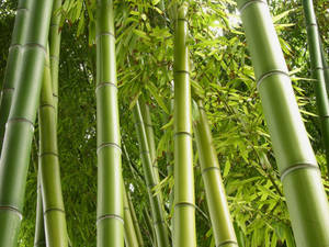 Light Green Bamboo Hd Wallpaper