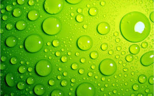 Light Green Droplets Wallpaper