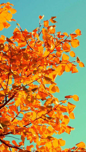 Light Orange Leaves Autumn Phone Wallpaper