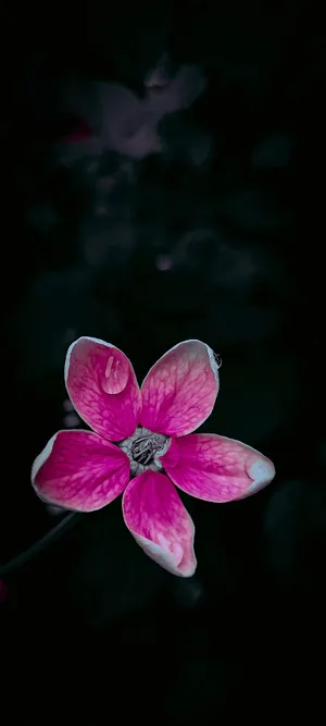 Light Orchid Black And Pink Flower Wallpaper