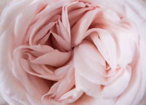 Light Pink Aesthetic Flower Wallpaper