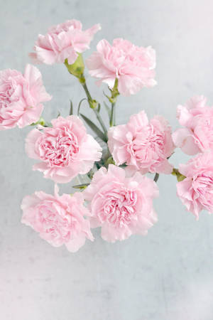 Light Pink Carnation Flowers Wallpaper