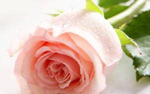 Light Pink Rose Flower Wallpaper