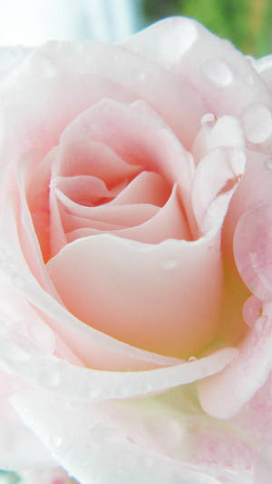 Light Pink Rose Iphone Wallpaper