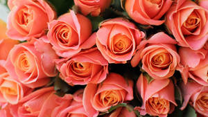 Light Pink Roses In Full Bloom Wallpaper