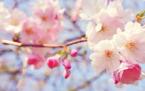Light Pink Spring Flowers Wallpaper