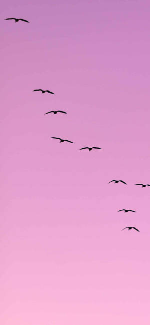 Light Purple Aesthetic Flying Birds Wallpaper