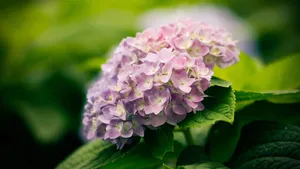 Light Purple Hydrangea Flower Wallpaper
