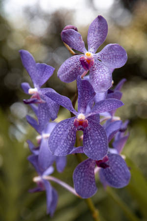 Light Purple Orchid Wallpaper
