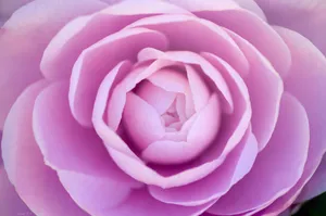 Light Purple Rose Wallpaper