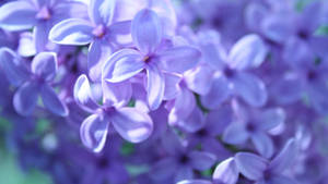 Lilac Bush Of Purple Flowers Wallpaper