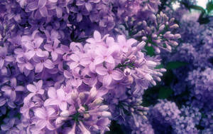 Lilacs Purple Flowers Soft Focus Shot Wallpaper