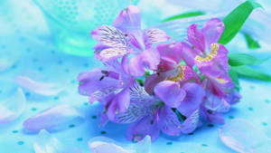 Lilies Of The Incas Purple Flowers Wallpaper