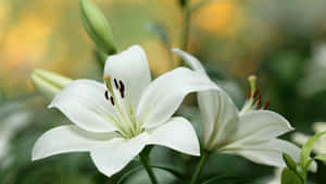 Lily Flower In Close-up Wallpaper