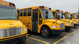 Line Of Parked School Buses Wallpaper