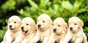Lined-up Puppy Wallpaper