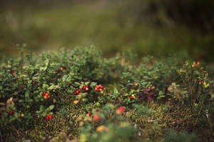 Lingonberry In Finland Wallpaper