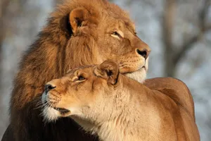 Lion And Lioness Wallpaper