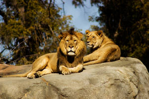 Lion And Lioness Daylight Wallpaper