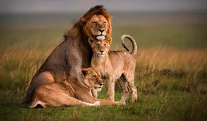 Lion And Lionesses Screensavers Wallpaper