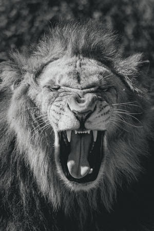 Lion, Big Cat, King Of Beasts, Jaws, Bw Wallpaper