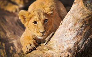 Lion Cub Behind Tree Trunk Wallpaper