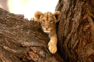 Lion Cub Between Trunks Wallpaper