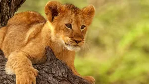 Lion Cub Conquering Tree Wallpaper